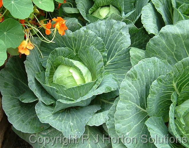 Companian planting cabbages and nasturtiums